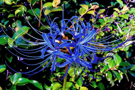 紅蓮華 彼岸花|蓮華の花とは？その特徴や花言葉を紹介！開花時期や。